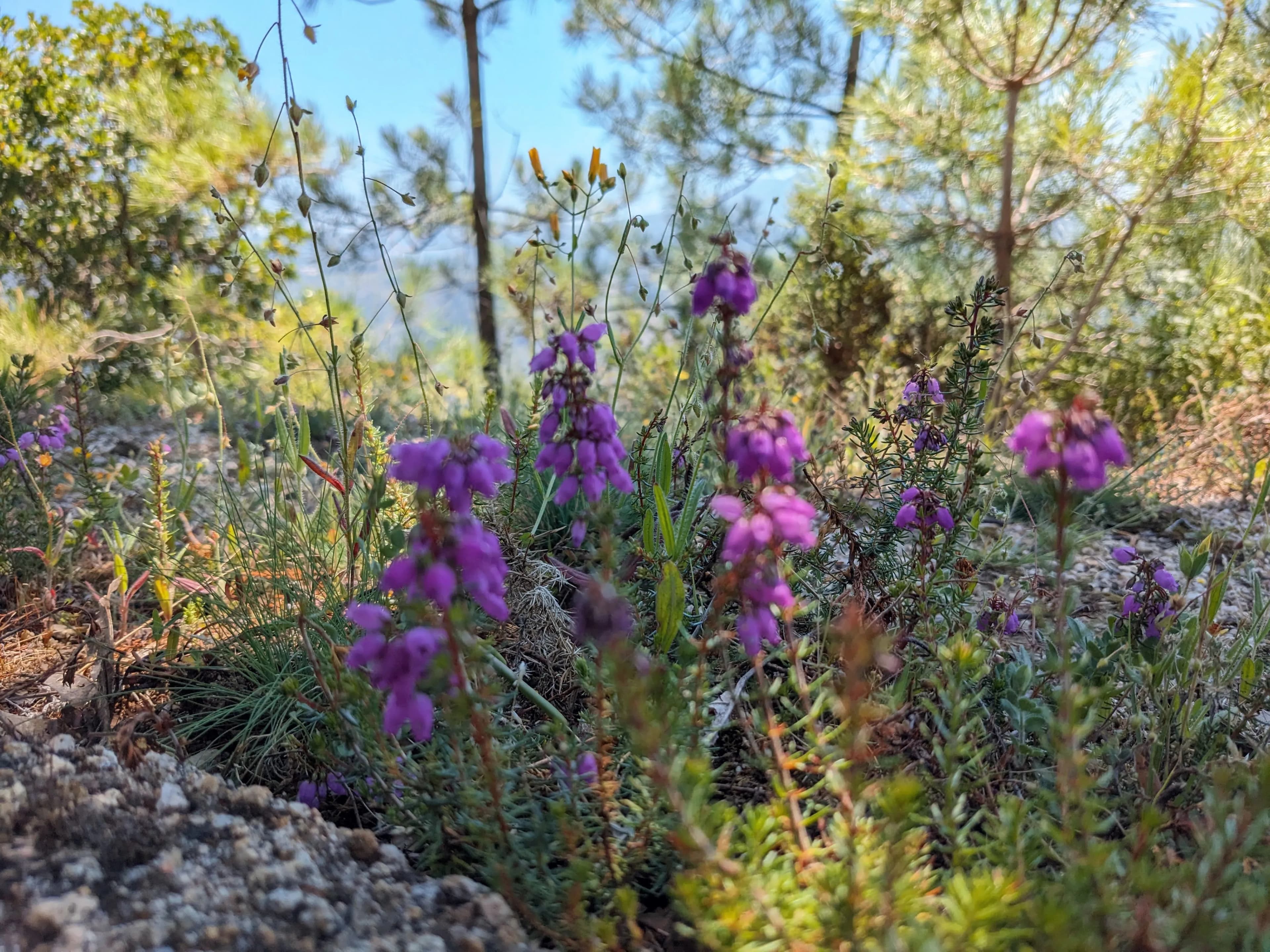 Portuguese Tune — nature background
